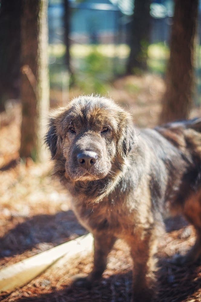 Shih Tzu Shar-Pei Mix (Shar Tzu): Info, Pictures, Characteristics & More
