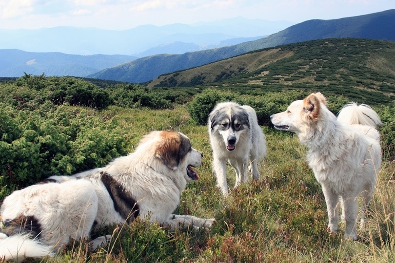 4 Romanian Dog Breeds (With Info & Pictures)