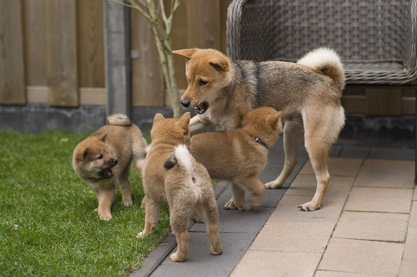11 Dog Breeds That Are Similar to Shiba Inus (With Info & Pictures)