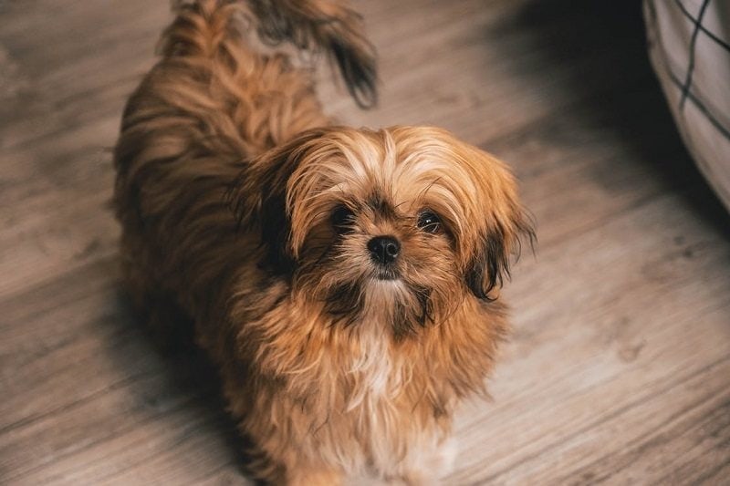 Why Is My Shih Tzu Shaking? 11 Reasons & Solutions (Vet Answer)