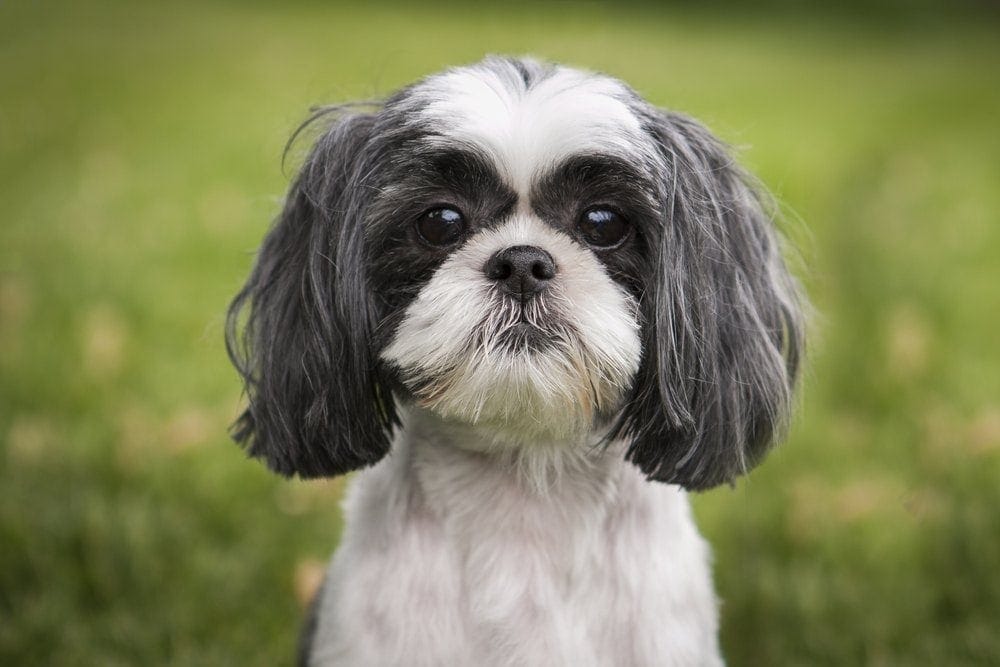 How Common Are Shih Tzu Eye Problems? Everything You Need To Know!