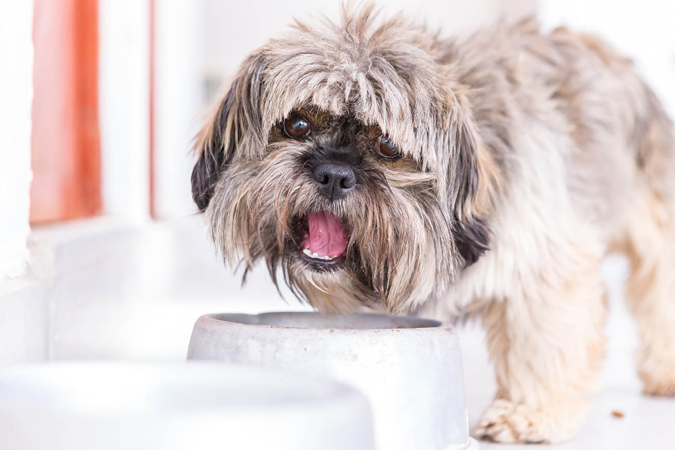 How Much Should You Feed a Shih Tzu? (Puppy & Adult Feeding Chart)