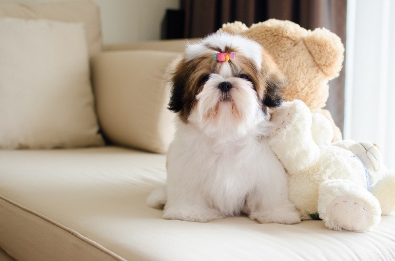 How To Get Dog Pee Smell Out of a Couch: 10 Proven Methods