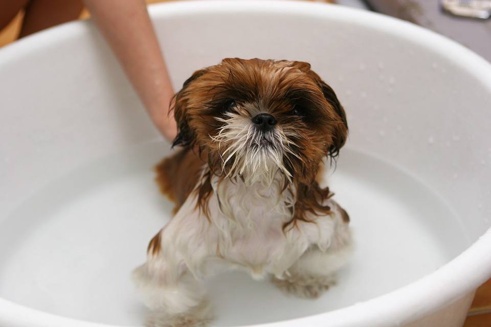 7 Best Dog Shampoos for Shih Tzus in 2026 - Reviews & Top Picks