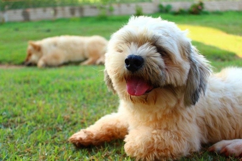 29 Shih Tzu Mixed Breeds: With Info & Pictures