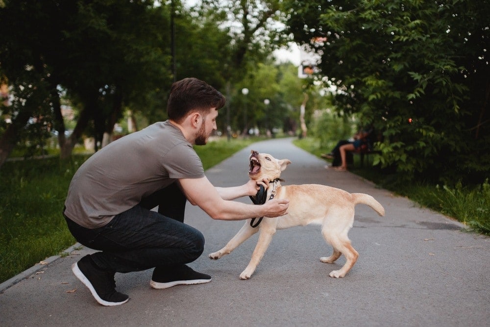 How to Clean a Dog Bite in 7 Easy Steps: Vet Approved Advice