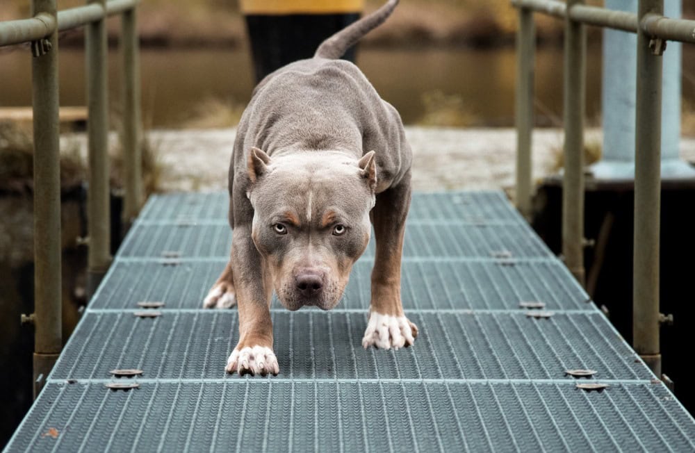 Bullypit (American Bulldog & Pitbull Mix): Info, Pictures, Facts