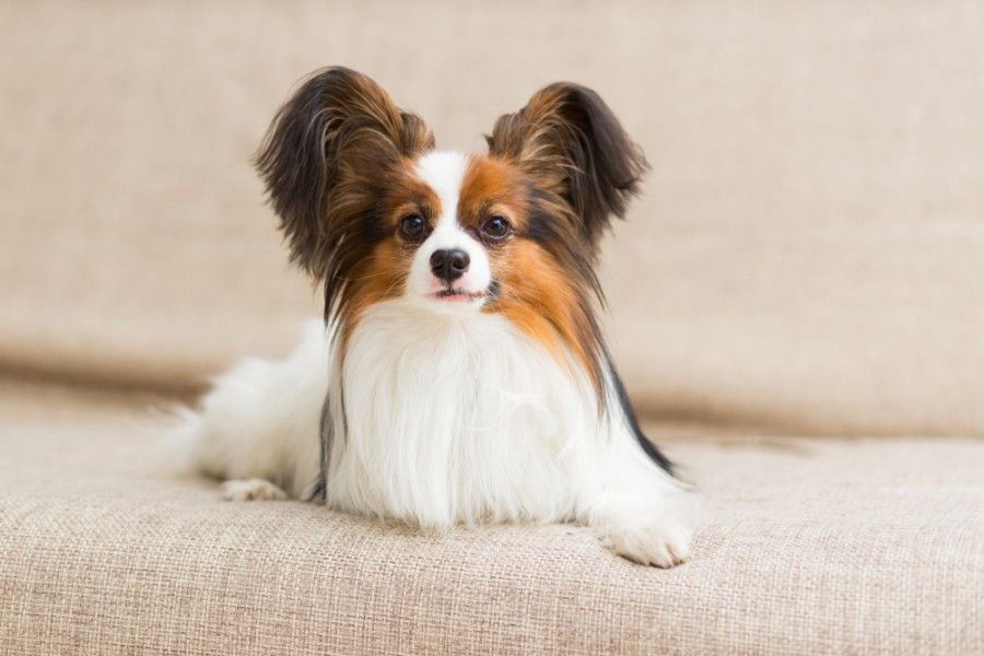 What Were Papillons Bred For? Breed History Explained