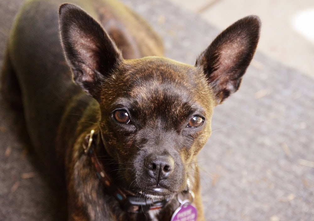 Boston Terrier & Rat Terrier Mix: Info, Pictures, Characteristics & Facts