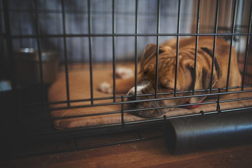 How to Crate Train an Older Dog: Step-by-Step Guide