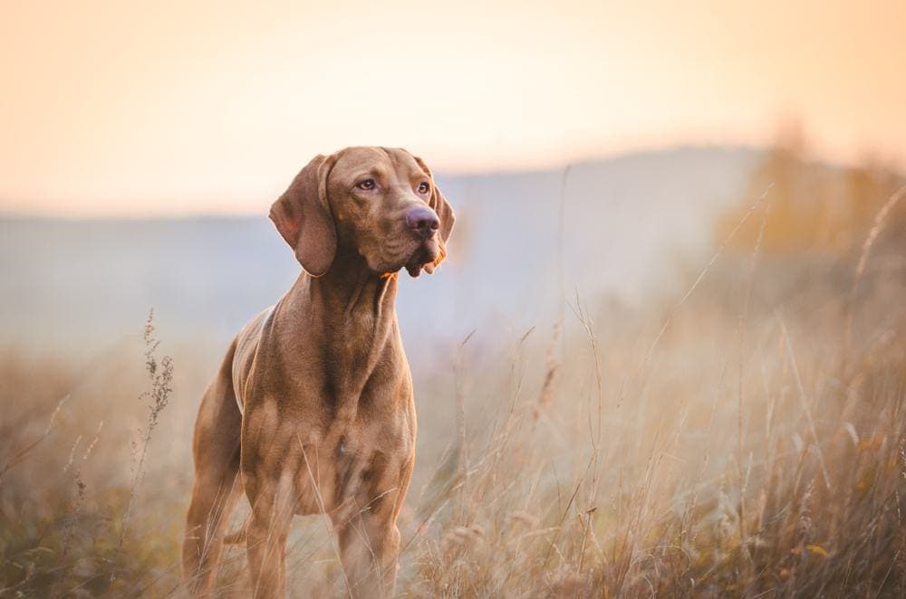 How Much Exercise Do Vizslas Need? Vet-Verified Facts