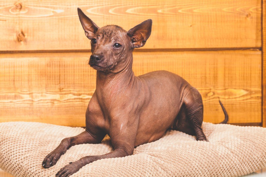 5 Mexican Dog Breeds: An Overview (With Info & Pictures)