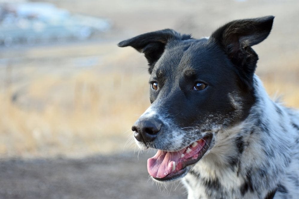 Labraheeler (Labrador Retriever & Blue Heeler Mix): Info, Pictures, Characteristics & Facts