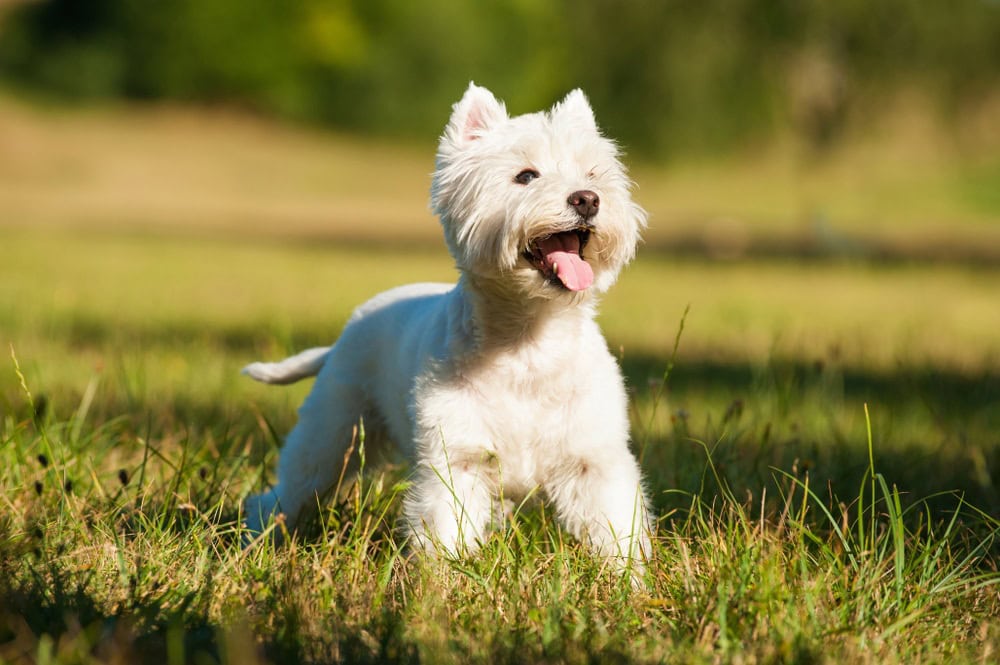 49 Dog Breeds That Start With W – Complete List (With Info & Pictures)