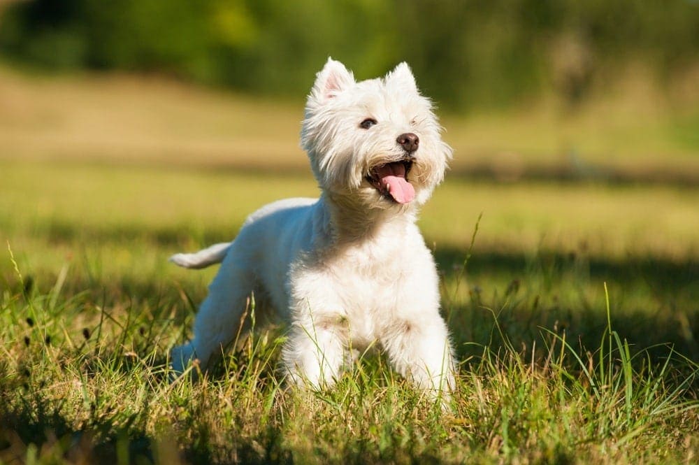 5 Adorable Westie Haircuts You Can Try At Home (With Pictures)