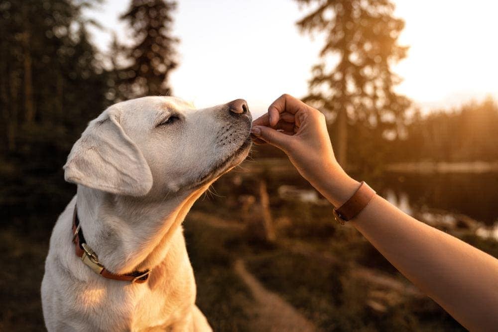 dog eating