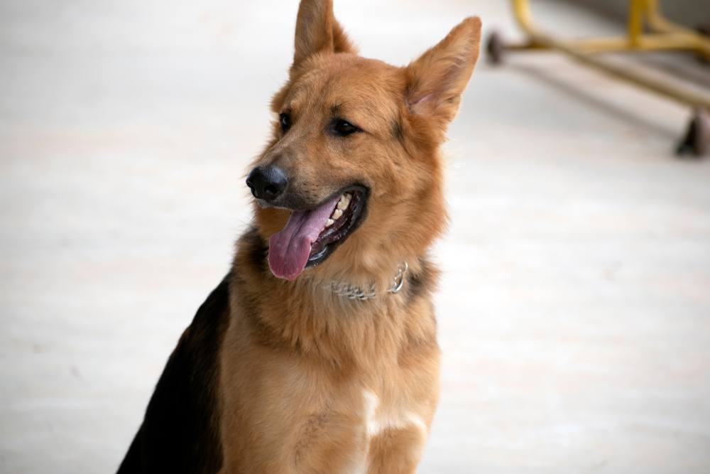 Golden Shepherd (German Shepherd & Golden Retriever Mix): Info, Pictures, Traits & Facts