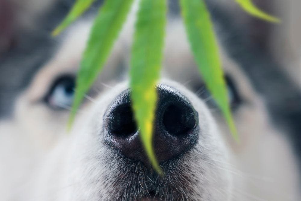 Dog Repellent Plants: 3 Vet-Reviewed Options That Deter Dogs (With Pictures)