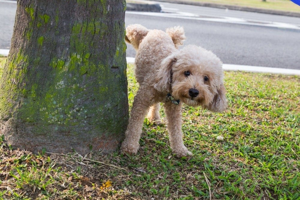Why Do Dogs Pee on Trees? Facts & Tips