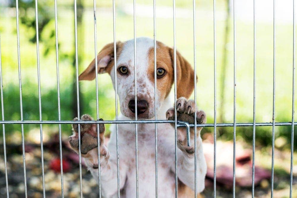 How Much Do Dogs Cost at PetSmart? (2026 Update)