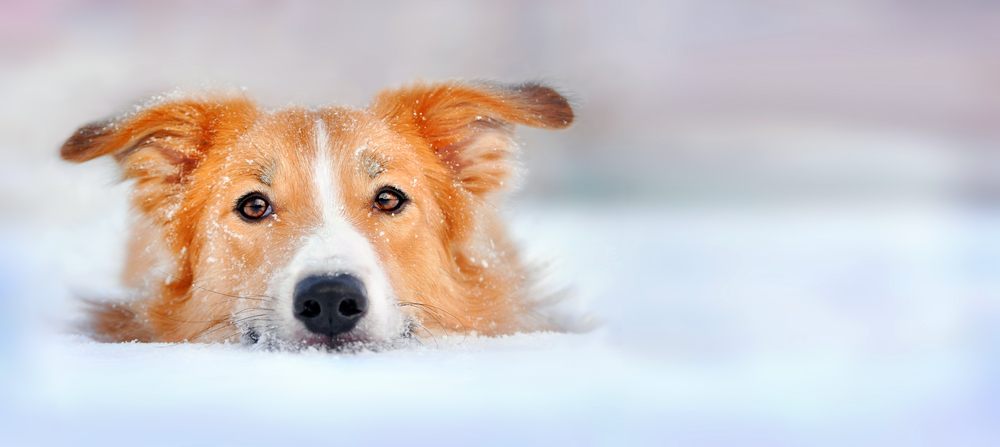 Border Collie & Golden Retriever Mix: Info, Pictures, Characteristics & Facts