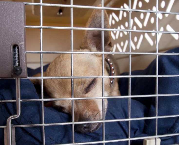 dog crate