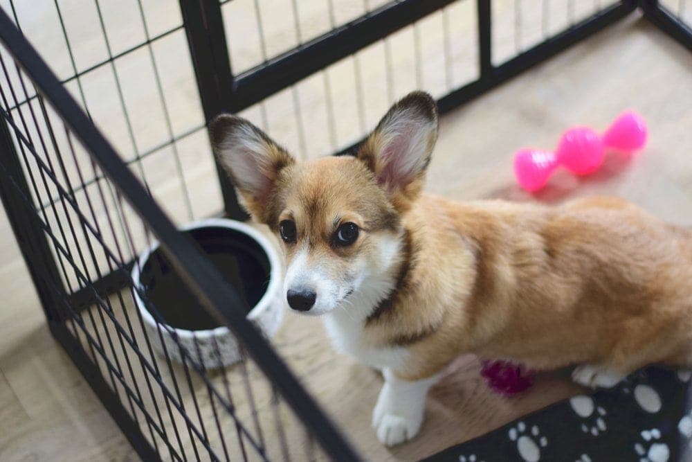 How to Get a Puppy to Stop Crying in Their Crate: 6 Expert Tips