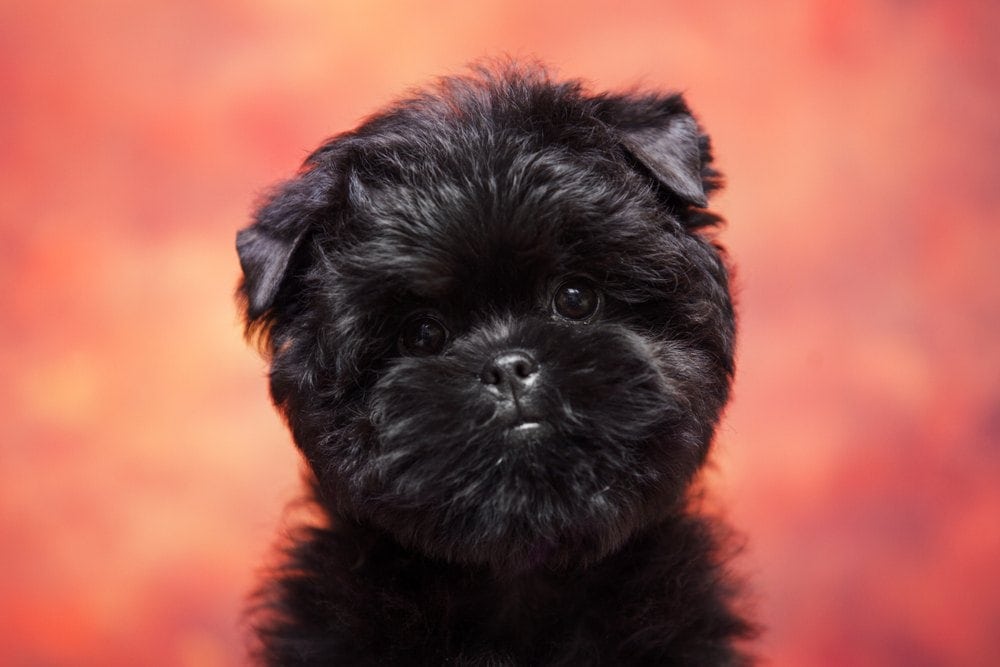 Affenpinscher puppy