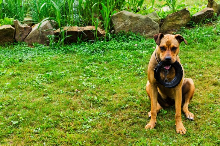 Boxweiler (Rottweiler & Boxer Mix): Info, Pictures, Characteristics & Facts