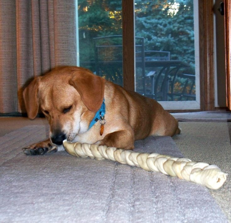Bassador (Basset Hound & Labrador Retriever Mix): Info, Pictures, Characteristics & Facts