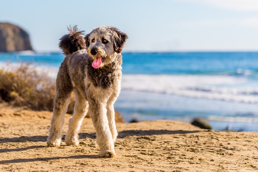 Are Aussiedoodles Hypoallergenic? Allergy Facts & FAQ