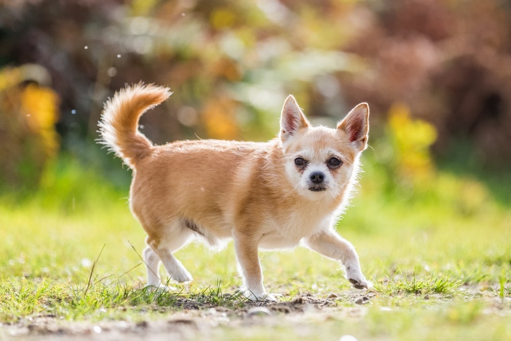 Chorkie (Yorkshire Terrier & Chihuahua Mix): Info, Pictures, Care & More