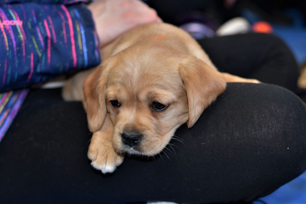 Cavador (Cavalier King Charles Spaniel & Lab Mix): Info, Pictures & More