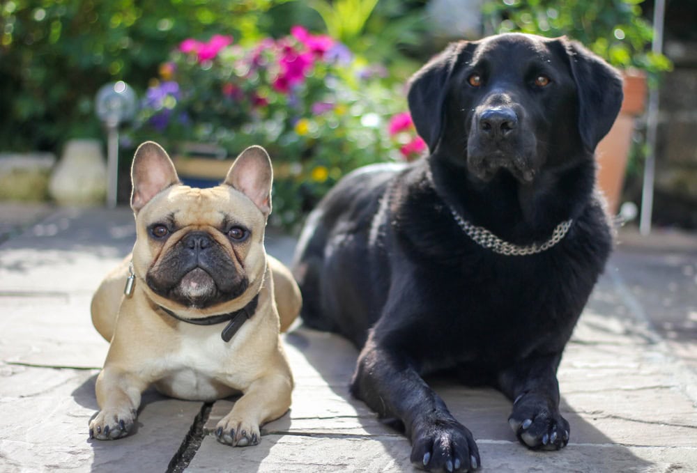 Frenchie Labrador (French Bulldog & Labrador Retriever Mix): Info, Pictures, Characteristics & Facts