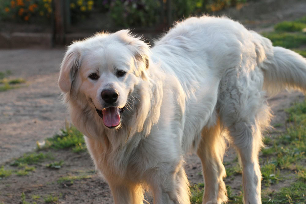 Slovensky Cuvac Dog Breed: Info, Pictures & Facts