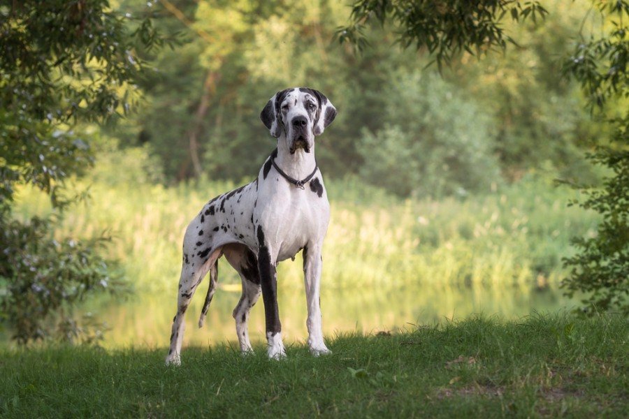 16 Interesting & Unusual Great Dane Facts
