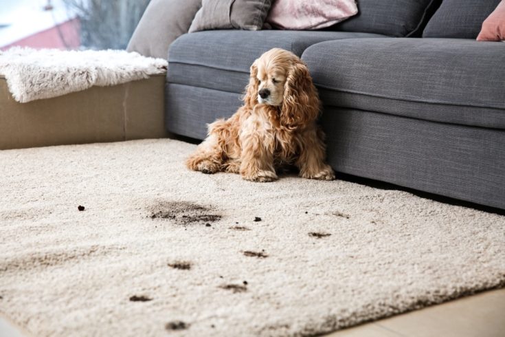 How to Stop Your Dog From Tracking in Dirt & Mud: 8 Methods