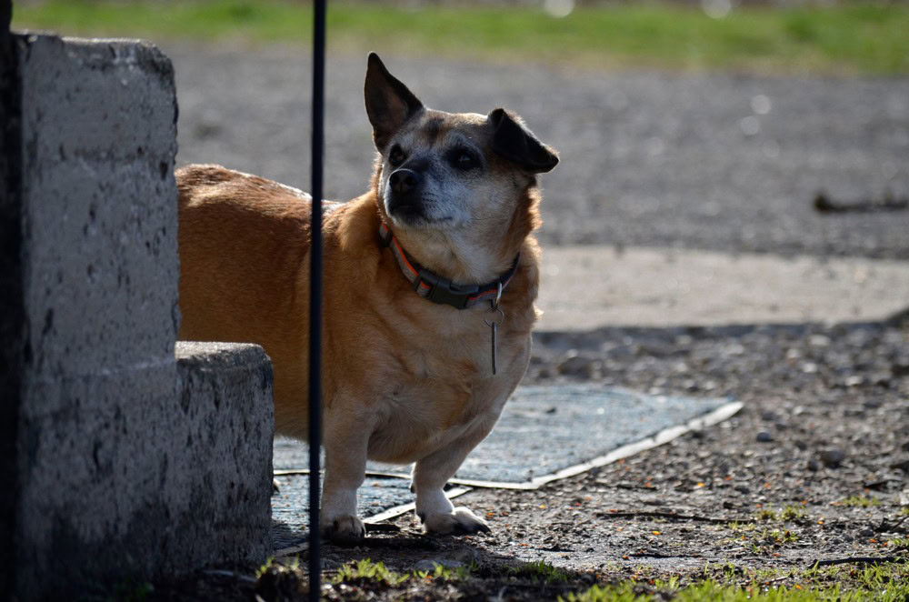 Dorgi (Dachshund & Pembroke Welsh Corgi Mix): Info, Pictures, Characteristics & Facts