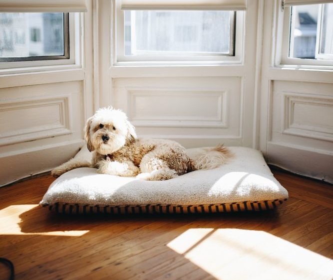 Whoodle (Wheaten Terrier & Poodle Mix): Info, Pictures, Characteristics & Facts