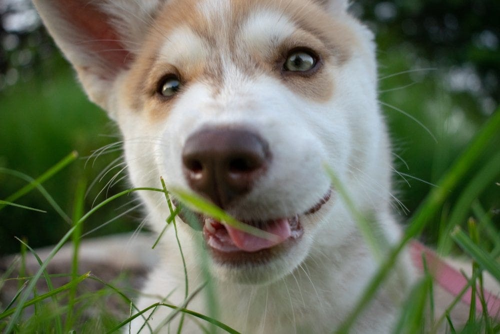 Alaskan Pit Bull (Alaskan Malamute & Pit Bull Mix): Info, Pictures & More