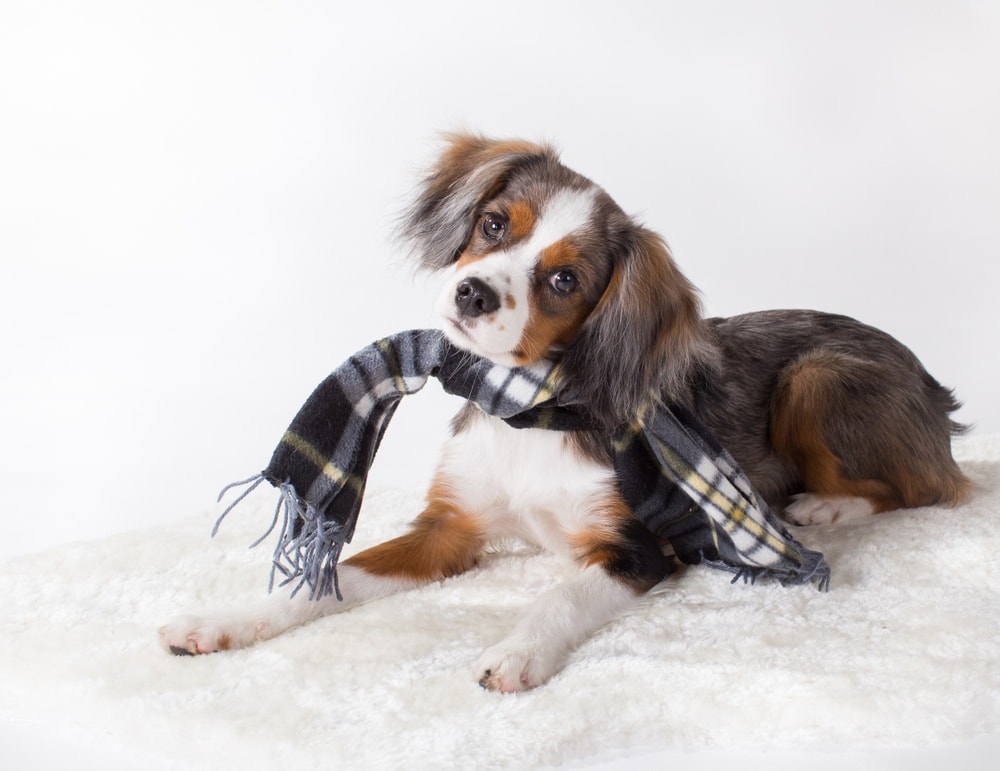 Aussalier (Australian Shepherd & Cavalier King Charles Spaniel Mix): Info, Pictures, Facts