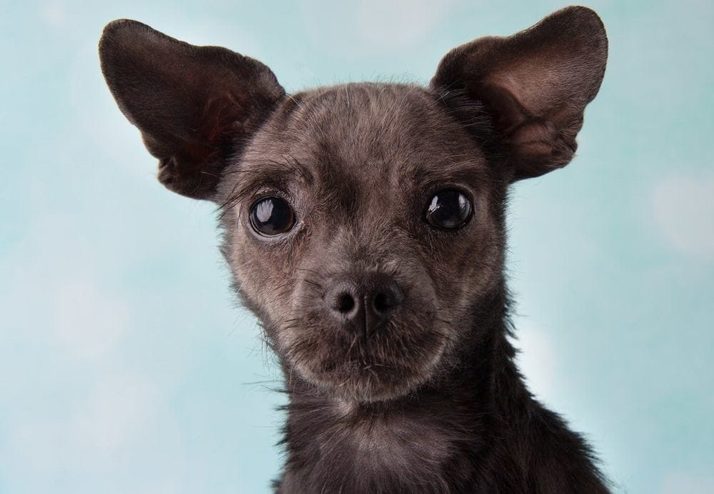 ShiChi Dog (Shih-Tzu & Chihuahua Mix): Info, Pictures, Facts