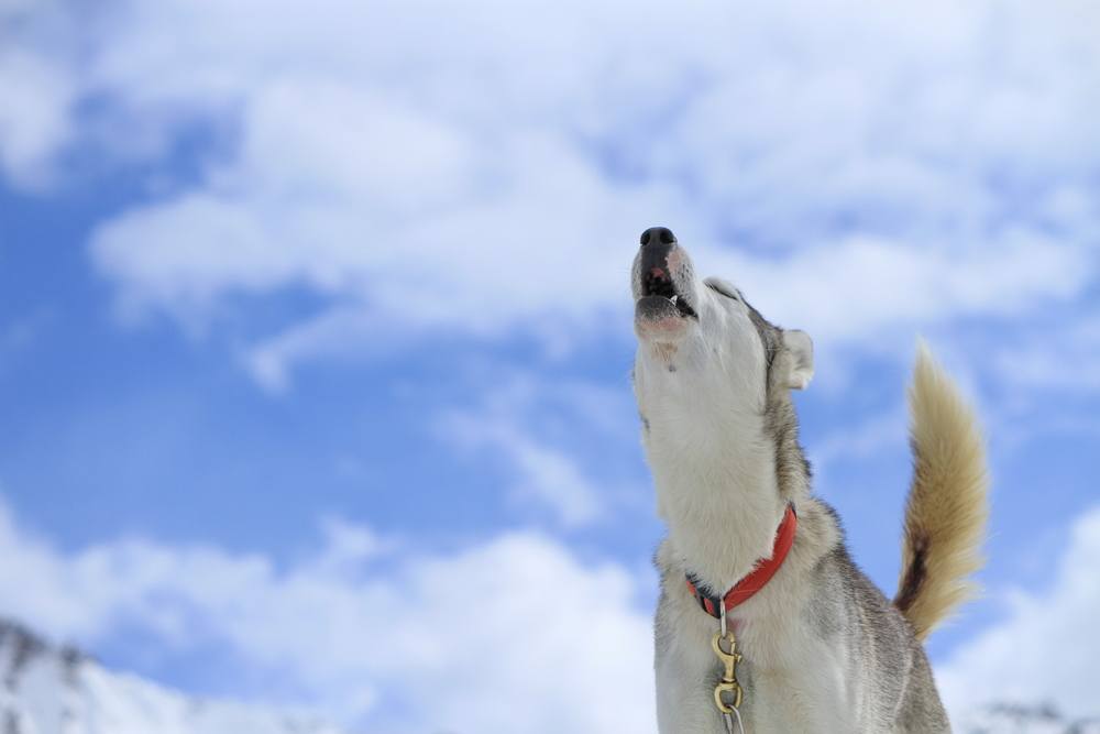 17 Dog Breeds Known for Howling (With Info & Pictures)