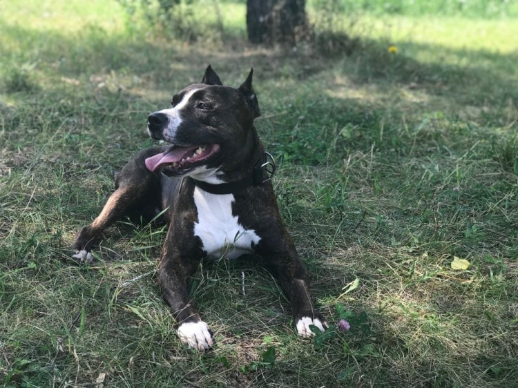 Tiger Stripe Pitbull Breed: Info, Pictures, Temperament & More