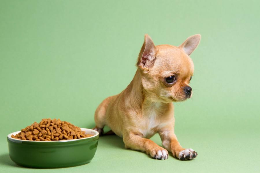 Why Isn’t My Puppy Eating? Vet Explained Reasons & What to Do