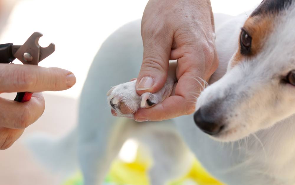 3 Different Types of Dog Nail Clippers: Which One Is Better?