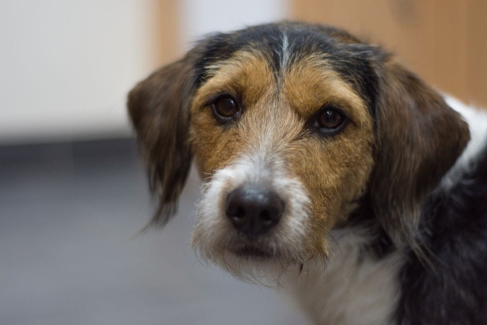 Poogle (Beagle & Poodle Mix): Info, Pictures, Characteristics & Facts