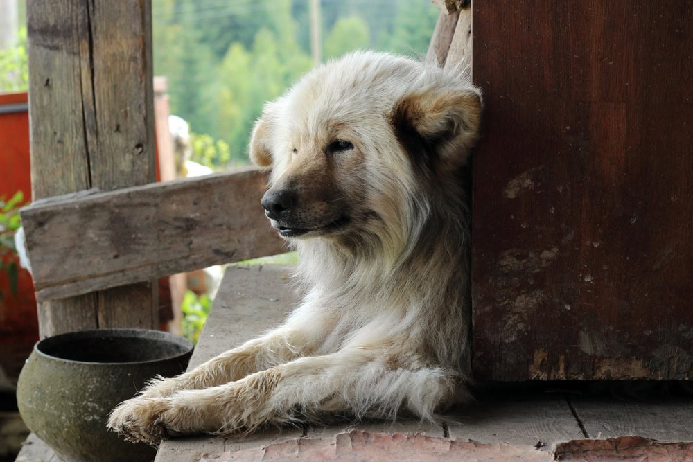 Chusky (Siberian Husky & Chow Chow Mix): Info, Pictures, Characteristics & Facts