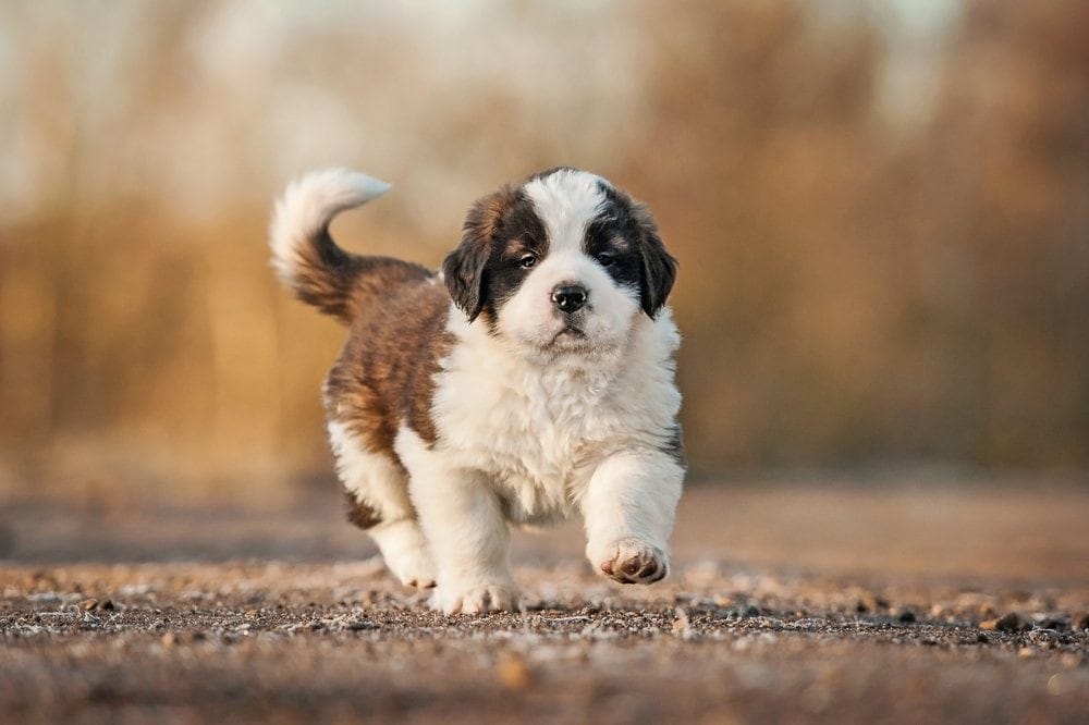 st bernard puppy