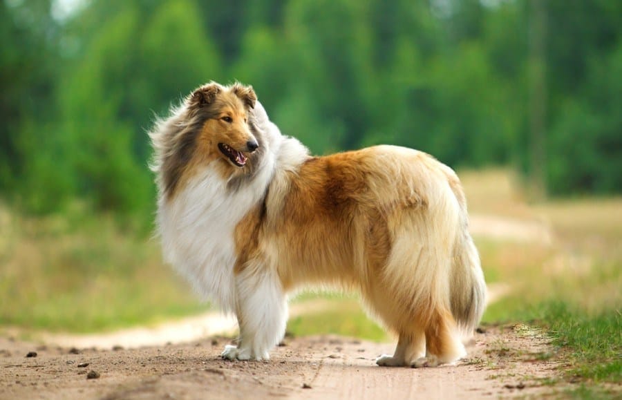 Collie Dog Breed Info: Pictures, Characteristics & Facts